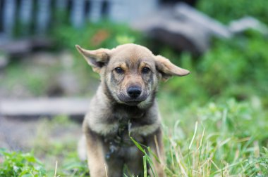 Genç mutlu köpek yavrusu