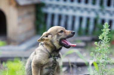 Genç mutlu köpek yavrusu