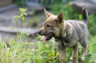 Genç mutlu köpek yavrusu
