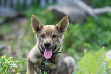 Genç mutlu köpek yavrusu
