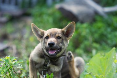 Genç mutlu köpek yavrusu