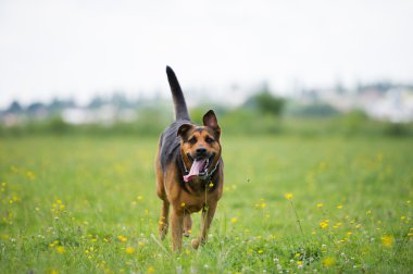 çalışan köpek
