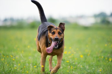 çalışan köpek