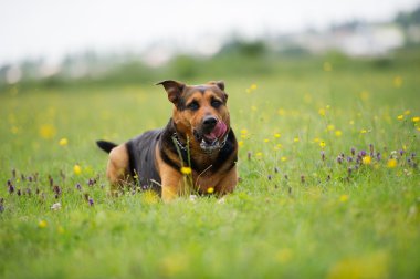 açık havada köpek