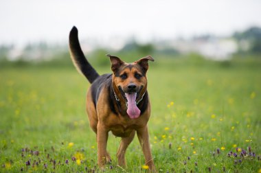 Yürüyen Köpek