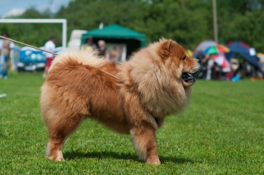 açık havada köpek