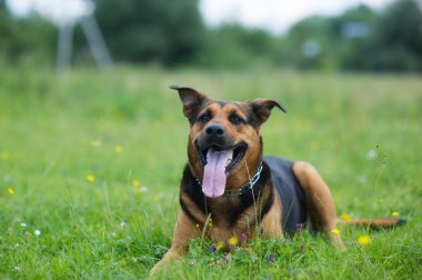 Mutlu Köpek