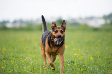 Yürüyen Köpek