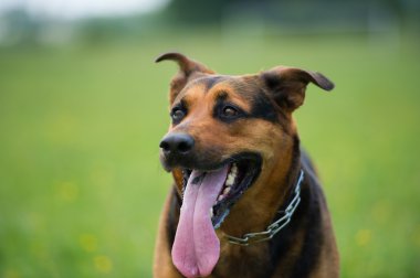 açık havada köpek