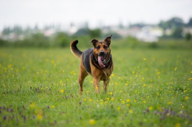 Yürüyen Köpek