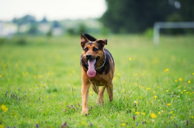 Yürüyen Köpek
