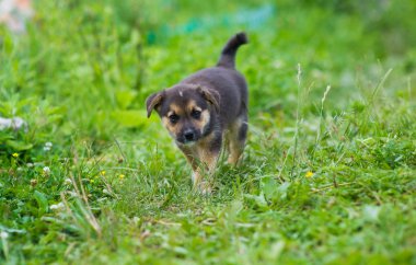 Genç mutlu köpek yavrusu