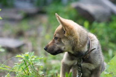 Genç mutlu köpek yavrusu