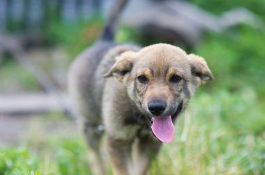 Genç mutlu köpek yavrusu
