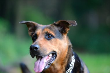 açık havada köpek