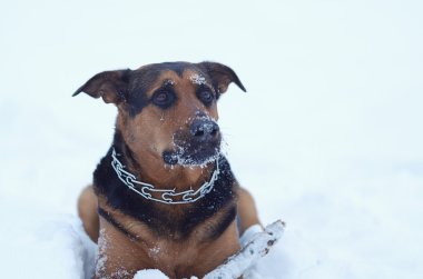 gesneden zalm vissen op groene salade geïsoleerd op witte achtergrond