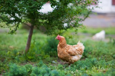 bir çiftlik çimen tavuk