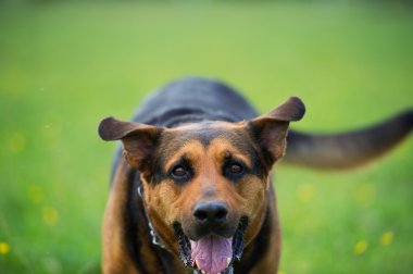 Yürüyen Köpek