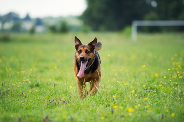 Yürüyen Köpek
