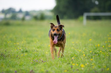 Yürüyen Köpek