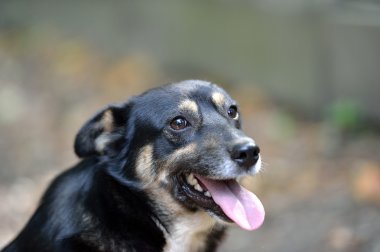 köpeğin portresi