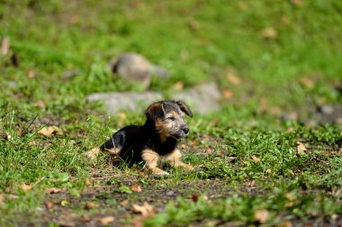 açık havada köpek yavrusu