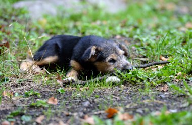 açık havada köpek yavrusu