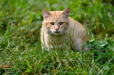 Kızıl saçlı kedi
