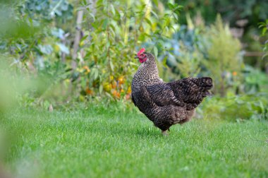 bir çiftlik çimen tavuk