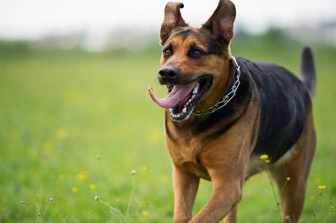 Komik köpek.