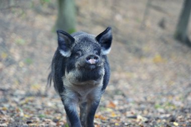 sonbahar ormanında yaban domuzu