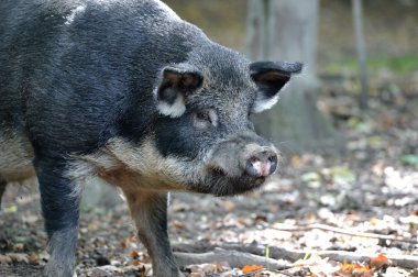 sonbahar ormanında yaban domuzu