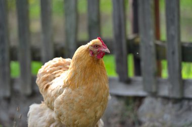 bir çiftlik çimen tavuk