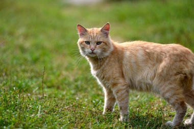 Kızıl saçlı kedi