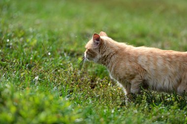 Beyaz bir arka plan üzerinde izole yeşil salata