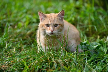 Kızıl saçlı kedi