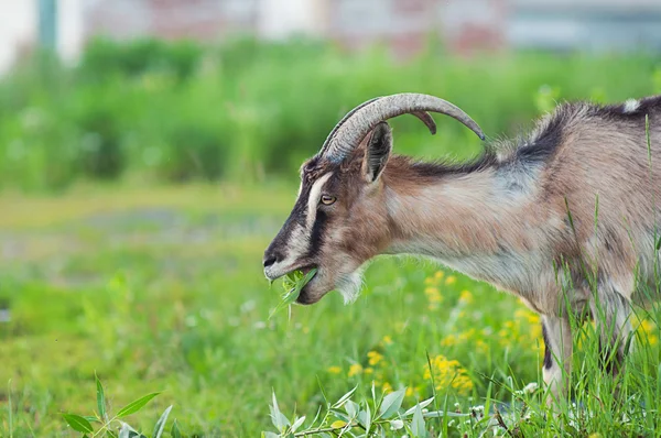 Goat eating a grass — Stock Photo, Image