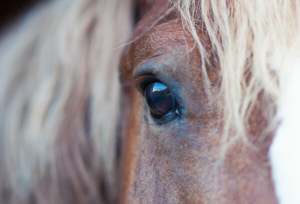 Horses eye
