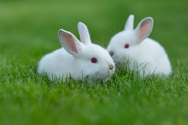 Funny baby white rabbits in grass — Stock Photo, Image