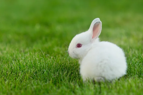 재미 있는 아기 흰 토끼 풀밭에서 — 스톡 사진