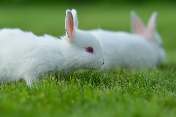 Divertido bebé conejos blancos en la hierba —  Fotos de Stock