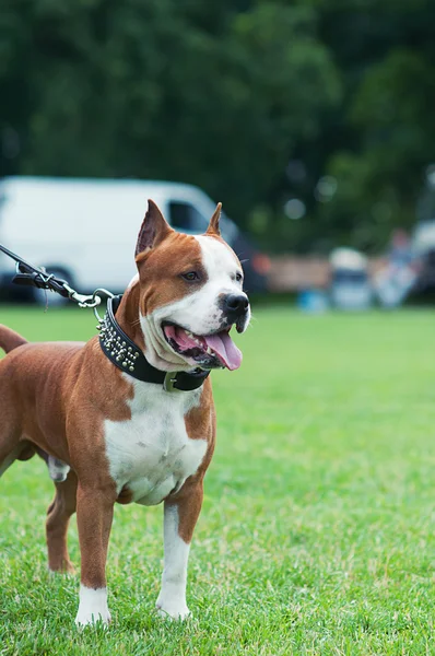 Hund im Freien — Stockfoto