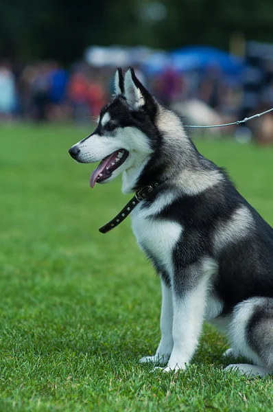 Siberiano Husky cão — Fotografia de Stock