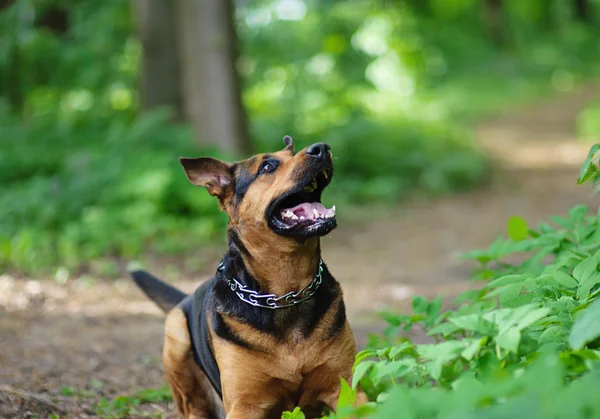 Perro al aire libre —  Fotos de Stock