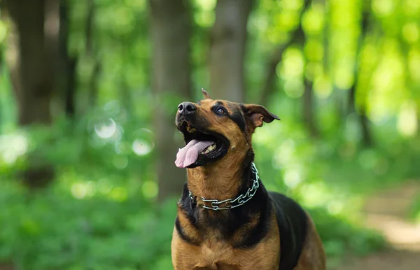 Glad hund - Stock-foto