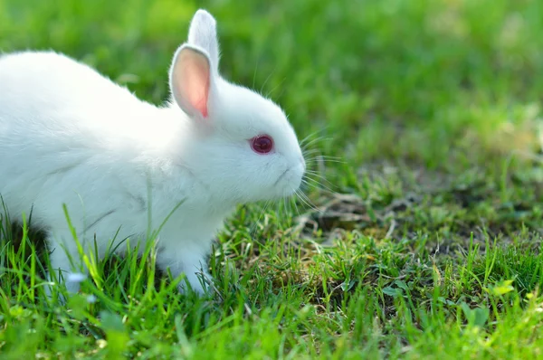 Divertido bebé conejo blanco en la hierba — Foto de Stock