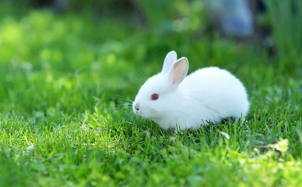 Divertido bebé conejo blanco en la hierba —  Fotos de Stock