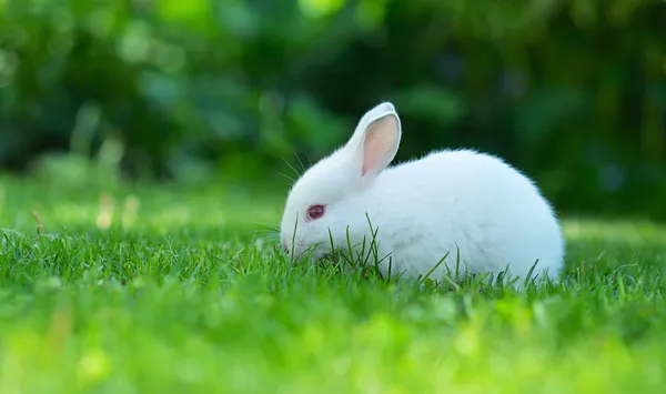 Funny baby wit konijn in gras — Stockfoto