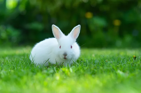 在草丛中的有趣的婴儿白色兔子 — 图库照片