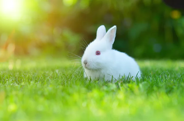 Amuzant copil iepure alb în iarbă — Fotografie, imagine de stoc